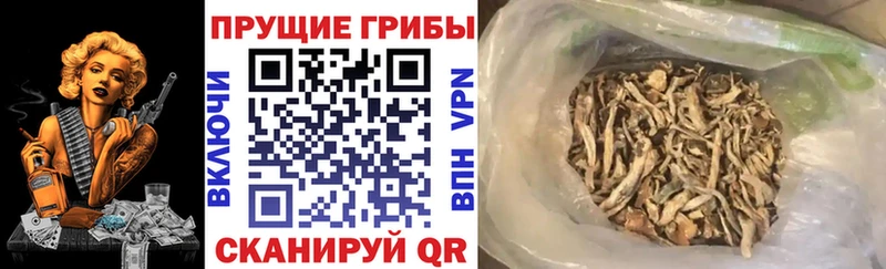 Псилоцибиновые грибы Cubensis  Осинники 